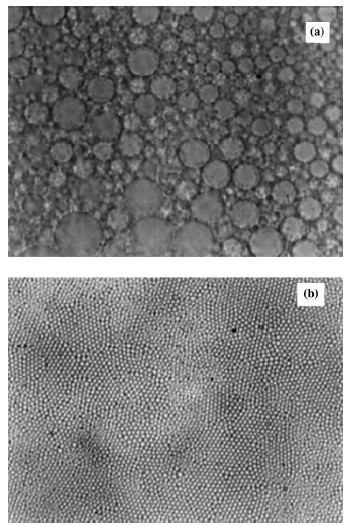 Microscopic image of a polydisperse emulsion (a) and of the emulsion obtained after six fractionation steps (b). The droplet volume fraction in both pictures is around 60%.